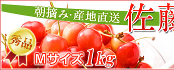 ������M�T�C�Y1kg