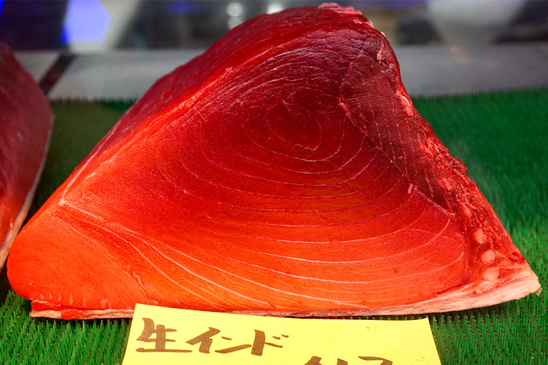 インドマグロ腹側