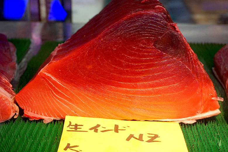 インドマグロ背側