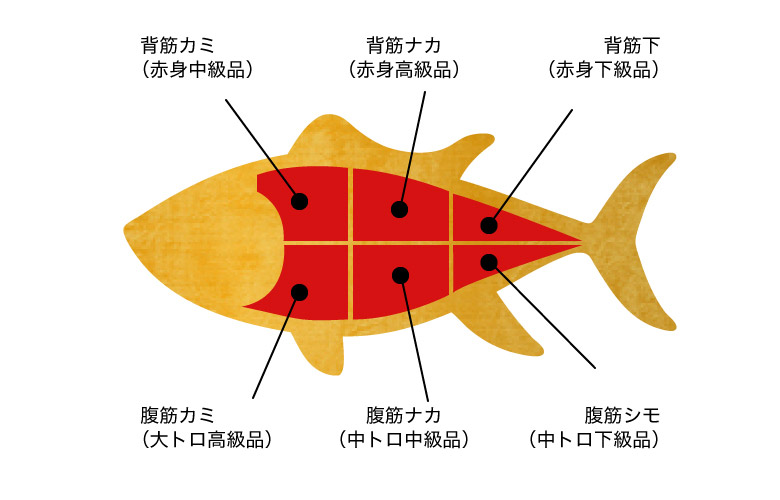 人気の部位は大トロ、中トロが入る、腹カミ腹ナカ。通は赤身を買います。