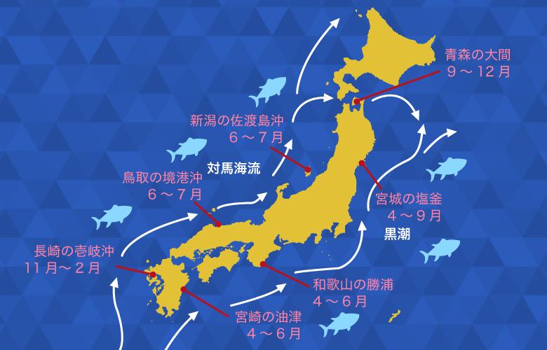 鮪は回遊魚。長崎の壱岐沖、鳥取の境港沖、新潟の佐渡島沖、宮崎の油津、和歌山の勝浦、宮城の塩釜などが有名な漁場