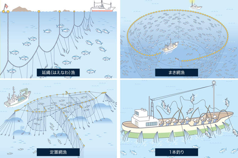鮪の漁法は、延縄(はえなわ)漁、まき網漁、定置網漁、1本釣りの4つ