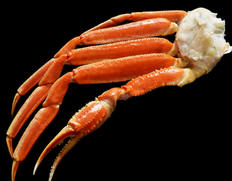 最大級6Lズワイガニ数量限定の逸品です