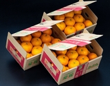『川上みかん』　愛媛県・西宇和産　2Lサイズ　約3kg×3箱